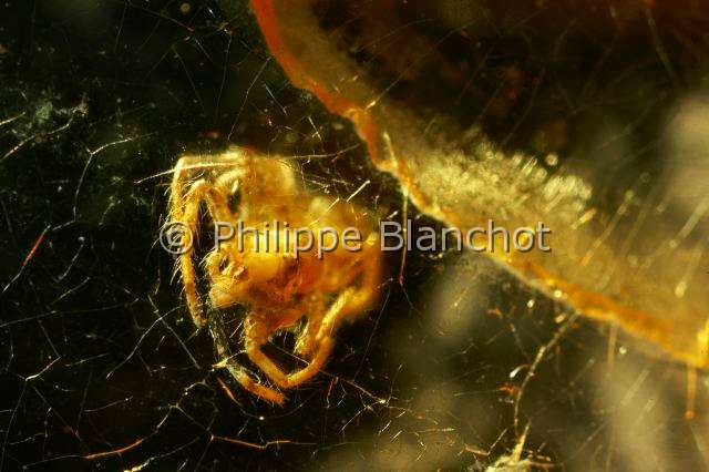 Collection-araignees_2316.JPG - France, Paris (75), Museum national d'Histoire naturelle, Laboratoire d'arachnologie, Araignée (2 mm) dans l'Ambre jaune de la mer Baltique, Ere tertiaire, époque Eocène supérieur, soit il y a environ 35 millions d'années, Spider (2 mm) in Yellow amber from the Baltic Sea, Tertiary Era, Upper Eocene epoch, estimated at 35 million years ago