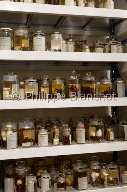 Collection-araignees_4286.JPG - France, Paris (75), Museum national d'Histoire naturelle, Laboratoire d'arachnologie, collections d'araignées conservées en alcool, Spiders collections conserved in alcohol