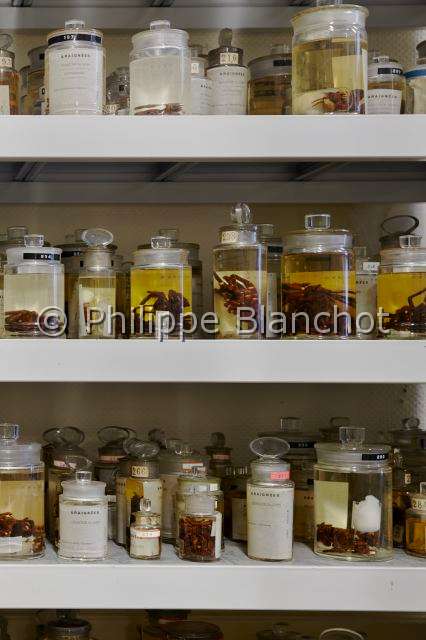 Collection-araignees_4289.JPG - France, Paris (75), Museum national d'Histoire naturelle, Laboratoire d'arachnologie, collections d'araignées conservées en alcool, Spiders collections conserved in alcohol