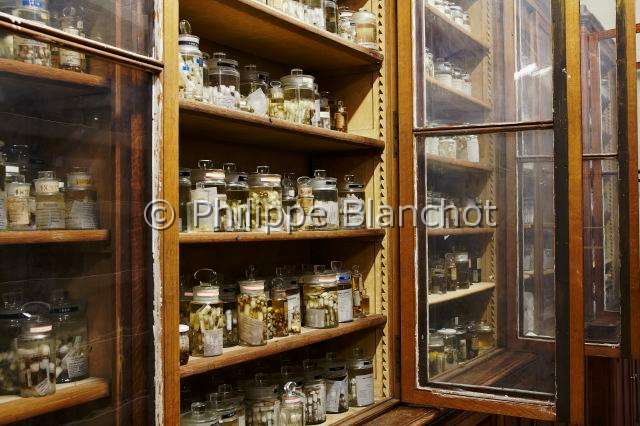 Collection-araignees_4301.JPG - France, Paris (75), Museum national d'Histoire naturelle, Laboratoire d'arachnologie, collections d'araignées conservées en alcool, Spiders collections conserved in alcohol