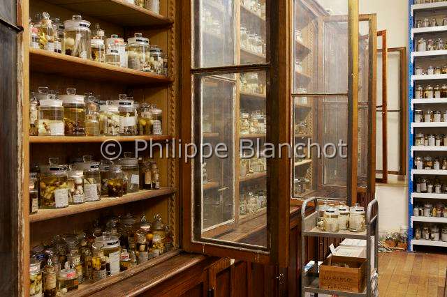 Collection-araignees_4311.JPG - France, Paris (75), Museum national d'Histoire naturelle, Laboratoire d'arachnologie, collections d'araignées conservées en alcool, Spiders collections conserved in alcohol