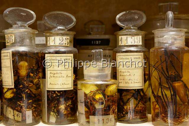 Collection-araignees_4320.JPG - France, Paris (75), Museum national d'Histoire naturelle, Laboratoire d'arachnologie, araignées conservées en alcool, collection de Eugène Louis SIMON (1848-1924), Spiders conserved in alcohol, Eugene Louis SIMON (1848-1924) collection
