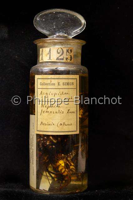 Collection-araignees_4332.JPG - France, Paris (75), Museum national d'Histoire naturelle, Laboratoire d'arachnologie, araignées conservées en alcool, collection de Eugène Louis SIMON (1848-1924), Spiders conserved in alcohol, Eugene Louis SIMON (1848-1924) collection