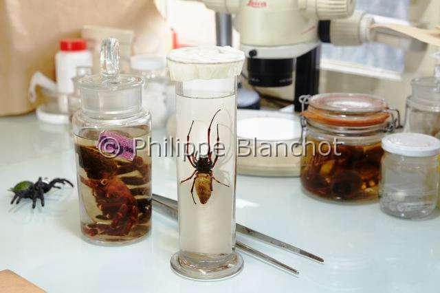Collection-araignees_6329.JPG - France, Paris (75), Muséum national d'Histoire naturelle, collection d'araignées en alcool, collection of spiders in alcohol