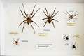 Collection-araignees_9053