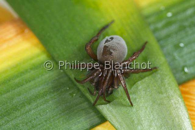 Cybaeidae_0122.JPG - France, Morbihan (56), Araneae, Argyronetidae (Cybaeidae), Araignée Argyronète (Argyroneta aquatica), femelle 12 mm, pilosité de l'abdomen hors de l'eau, Diving bell spider or Water spider
