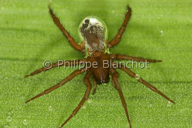 Cybaeidae_0234.JPG - France, Morbihan (56), Araneae, Argyronetidae (Cybaeidae), Araignée Argyronète (Argyroneta aquatica), femelle 12 mm, abdomen argenté, Diving bell spider or Water spider