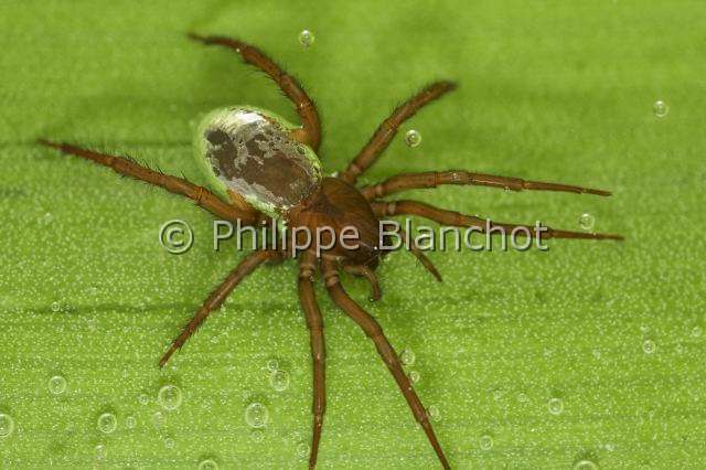 Cybaeidae_0239.JPG - France, Morbihan (56), Araneae, Argyronetidae (Cybaeidae), Araignée Argyronète (Argyroneta aquatica), femelle 12 mm, abdomen argenté, Diving bell spider or Water spider
