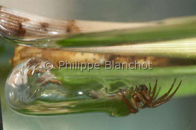 Cybaeidae_0330.JPG - France, Morbihan (56), Araneae, Argyronetidae (Cybaeidae), Argyronète (Argyroneta aquatica), Argyronetidae, femelle, 12 mm, dans sa bulle d'air sous l'eau, Diving bell spider or Water spider, in "Portraits d'araignées" de Christine Rollard et Philippe Blanchot, ed. Quae