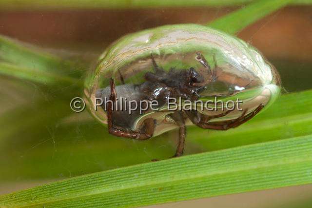 Cybaeidae_9705.JPG - France, Morbihan (56), Araneae, Argyronetidae (Cybaeidae), Argyronète (Argyroneta aquatica), Argyronetidae, femelle, 12 mm, dans sa bulle d'air sous l'eau, Diving bell spider or Water spider, in "Portraits d'araignées" de Christine Rollard et Philippe Blanchot, ed. Quae
