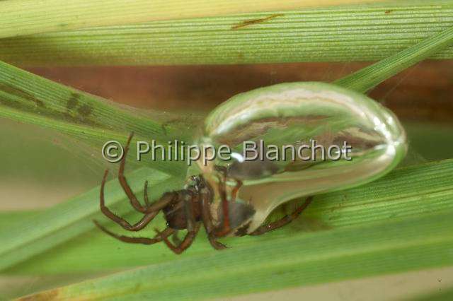 Cybaeidae_9717.JPG - France, Morbihan (56), Araneae, Argyronetidae (Cybaeidae), Argyronète (Argyroneta aquatica), Argyronetidae, femelle, 12 mm, dans sa bulle d'air sous l'eau, Diving bell spider or Water spider