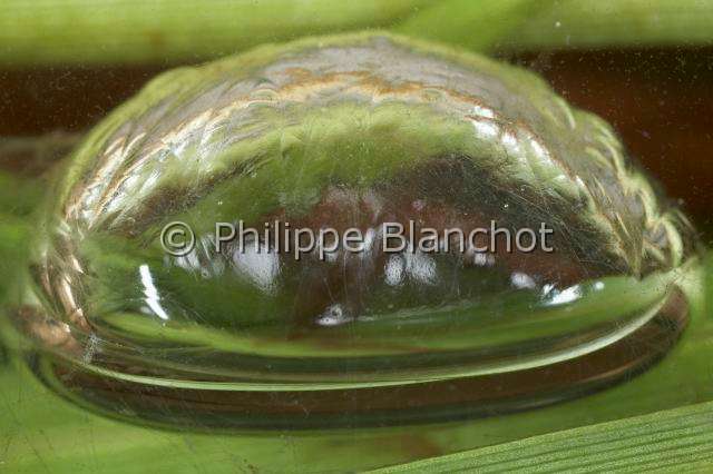 Cybaeidae_9901.JPG - France, Morbihan (56), Araneae, Argyronetidae (Cybaeidae), Argyronète (Argyroneta aquatica), mue dans une bulle d'air, Diving bell spider or Water spider