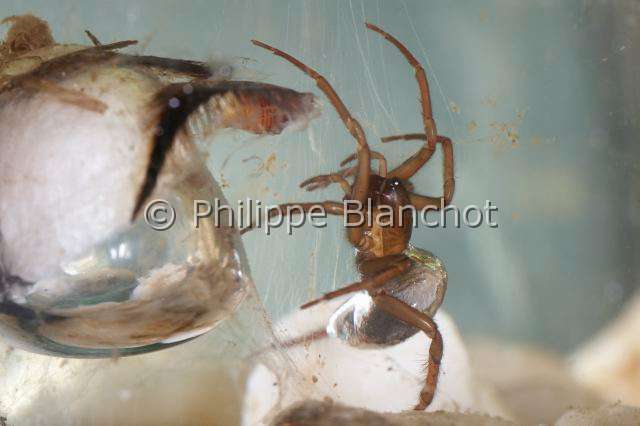 Cybaeidae_9925-1.JPG - France, Morbihan (56), Araneae, Argyronetidae (Cybaeidae), Argyronète (Argyroneta aquatica), femelle, 12 mm, protégeant son cocon formé dans une bulle d'air, Diving bell spider or Water spider, in "Portraits d'araignées" de Christine Rollard et Philippe Blanchot, ed. Quae