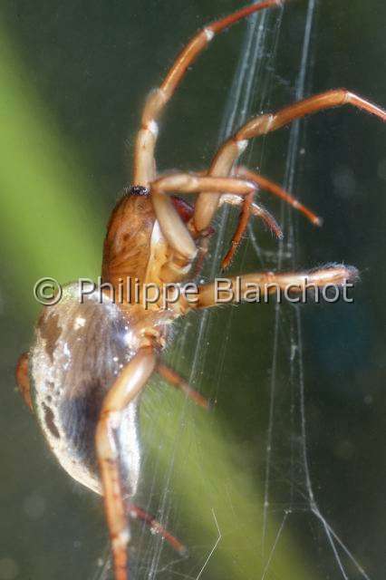 Cybaeidae_9972.JPG - France, Morbihan (56), Araneae, Argyronetidae (Cybaeidae), Argyronète (Argyroneta aquatica), femelle suspendue aux fils d'amarrage, Diving bell spider or Water spider