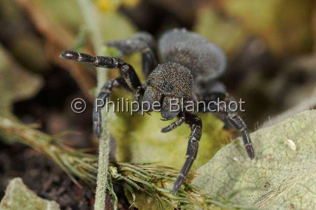 Eresidae_5944.JPG - France, Araneae, Eresidae, Araignée coccinelle (Eresus kollari), femelle, Ladybird Spider, in "Portraits d'araignées" de Christine Rollard et Philippe Blanchot, ed. Quae