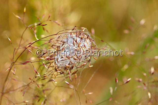 Eutichuridae_3536.JPG - France, Morbihan (56), Araneae, Eutichuridae, Chiracanthe ponctué (Chirachantium punctarium), loge de soie, Long-legged sac spiders