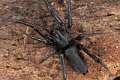Gnaphosidae_0204