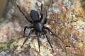 Gnaphosidae_0214