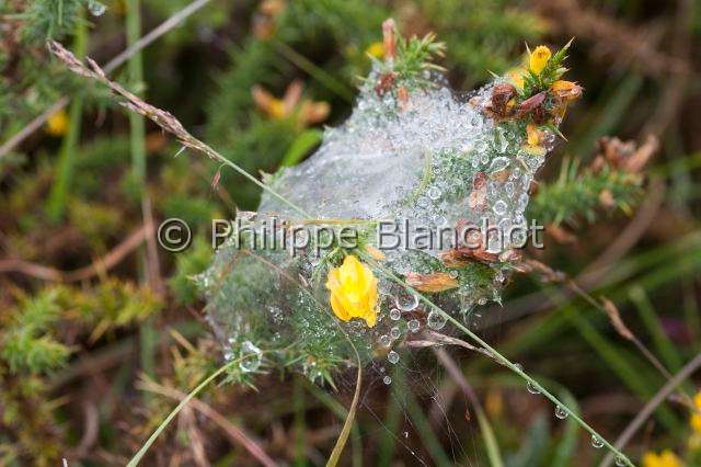 Linyphiidae_0076.JPG - France, Morbihan (56), Araneae, Linyphiidae, Araignée à baldaquin (Linyphia triangularis), toiles en hamac ornées de perles de rosée, Common hammock-weaver or European hammock spider