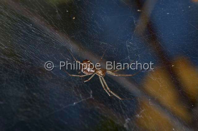 Linyphiidae_0182.JPG - France, Araneae, Linyphiidae, Araignée à baldaquin ou Linyphie (Linyphia triangularis), femelle, 6 mm, sous sa toile en hamac, Common hammock-weaver or European hammock spider