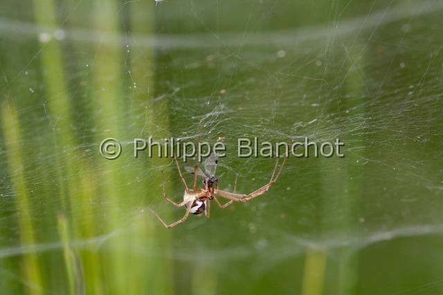Linyphiidae_0343.JPG - France, Araneae, Linyphiidae, Araignée à baldaquin ou Linyphie (Linyphia triangularis), femelle, 6 mm, sous sa toile en hamac, Common hammock-weaver or European hammock spider