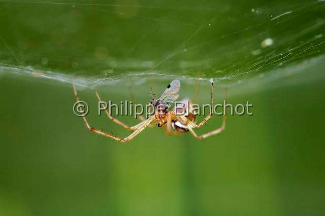Linyphiidae_0366.JPG - France, Araneae, Linyphiidae, Araignée à baldaquin (Linyphia triangularis), femelle, 6 mm, capturant un insecte sous sa toile en hamac, Sheetweb spider, in "Portraits d'araignées" de Christine Rollard et Philippe Blanchot, ed. Quae