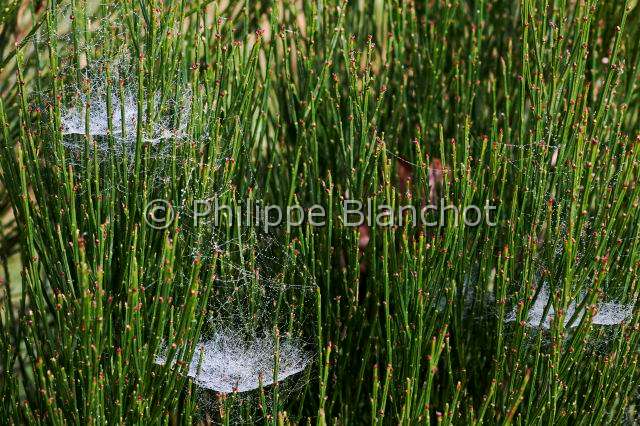 Linyphiidae_2448.JPG - France, Morbihan (56), Araneae, Linyphiidae, Araignée à baldaquin (Linyphia triangularis), toiles en hamac ornées de perles de rosée, Hammock-weaver