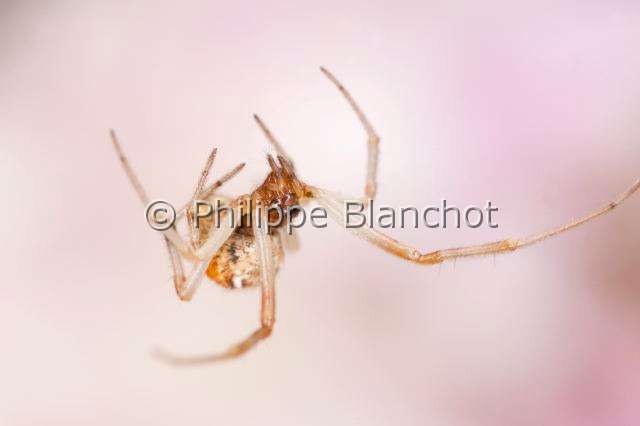 Linyphiidae_9915.JPG - France, Araneae, Linyphiidae, Araignée à baldaquin ou Linyphie (Linyphia triangularis), Common hammock-weaver or European hammock spider