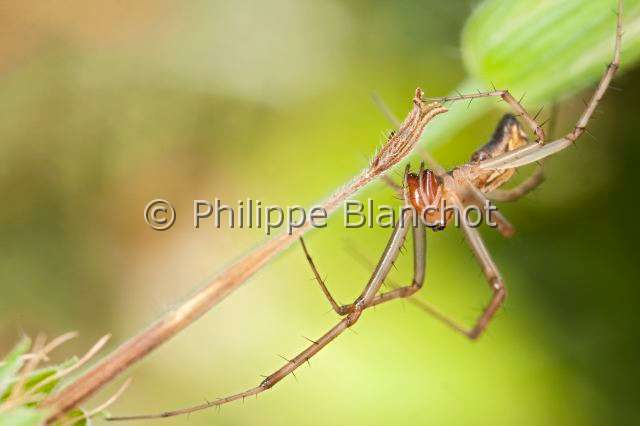 Linyphiidae_9934.JPG - France, Araneae, Linyphiidae, Araignée à baldaquin ou Linyphie (Linyphia triangularis), Common hammock-weaver or European hammock spider