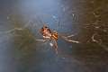 Linyphiidae_0140