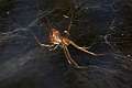 Linyphiidae_0146
