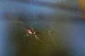 Linyphiidae_0166