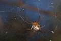 Linyphiidae_0172