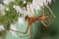 Linyphiidae_4337