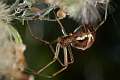 Linyphiidae_9872