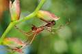 Linyphiidae_9875