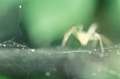 Linyphiidae_araignee-diapo