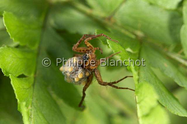 Lycosidae_0446.JPG - France, Araneae, Lycosidae, Lycose ou Araignée-loup (Pardosa lugubris), femelle portant ses jeunes araignées sur le dos, peu après leur sortie du cocon, Wolf spider
