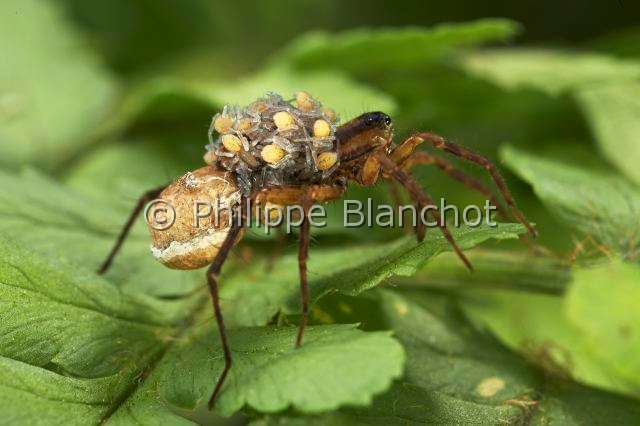 Lycosidae_0448.JPG - France, Araneae, Lycosidae, Lycose ou Araignée-loup (Pardosa lugubris), femelle portant ses jeunes araignées sur le dos, peu après leur sortie du cocon, Wolf spider, in "Portraits d'araignées" de Christine Rollard et Philippe Blanchot, ed. Quae