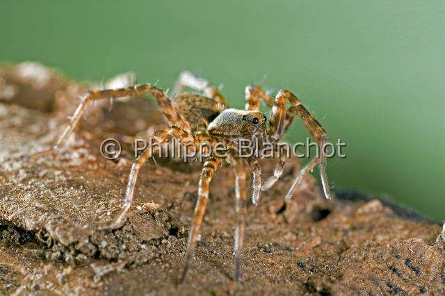 Lycosidae_3055.JPG - France, Araneae, Lycosidae, Lycose ou Araignée-loup (Pardosa sp)//France, Araneae, Lycosidae, Wolf spider