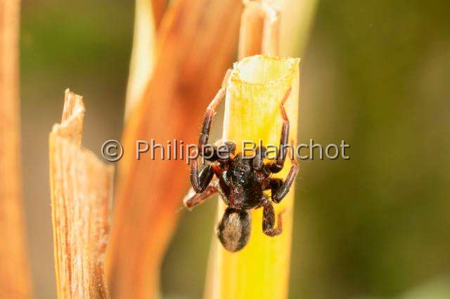 Lycosidae_pardosa-5.JPG - France, Araneae, Lycosidae, Lycose ou Araignée-loup (Pardosa sp)//France, Araneae, Lycosidae, Wolf spider