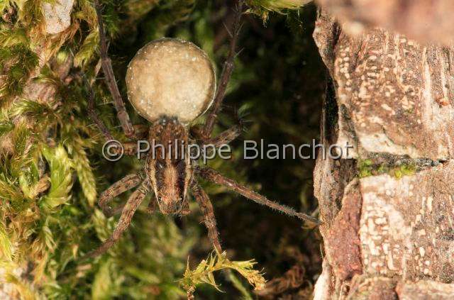 Lycosidae_pardosa.JPG - France, Araneae, Lycosidae, Lycose ou Araignée-loup (Pardosa amentata), femelle portant son cocon, Wolf spider