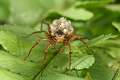 Lycosidae_0453