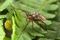 Lycosidae_0475