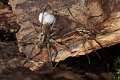 Lycosidae_1262