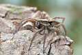 Lycosidae_4471