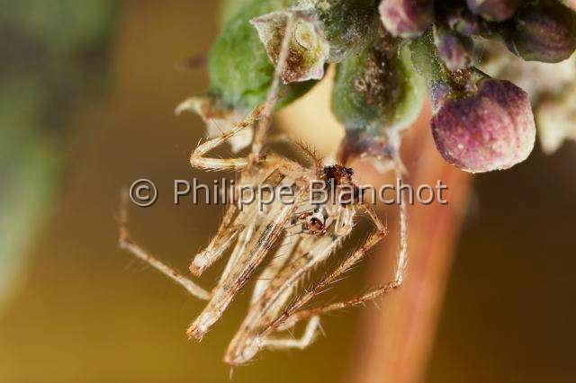 Mimetidae_8730.JPG - France, Indre (36), Araneae, Mimetidae, Araignée pirate (Ero tuberculata), mâle, 2,5 mm//France, Indre, Mimetidae, Araignée pirate (Ero tuberculata), male, 2,5mm