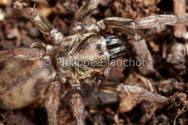 PBL_Araignees_2013_MG_3453.JPG - France, Corse, Nemesiidae, Mygale fouisseuse brune ou Némésia (Nemesia corsica), Wishbone Spider, in "Portraits d'araignées" de Christine Rollard et Philippe Blanchot, ed. Quae