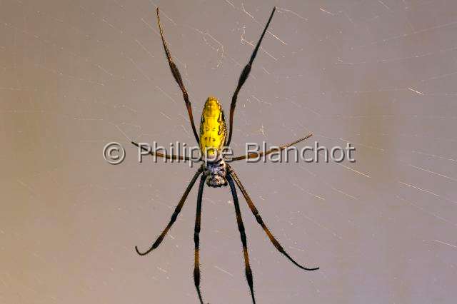 Nephilidae_4115.JPG - France, île de la Réunion, Araneae, Nephilidae, Araignée, Néphile dorée ou Bibe(Nephila inaurata madagascariensis) sur sa toile, Golden silk orb-weaver