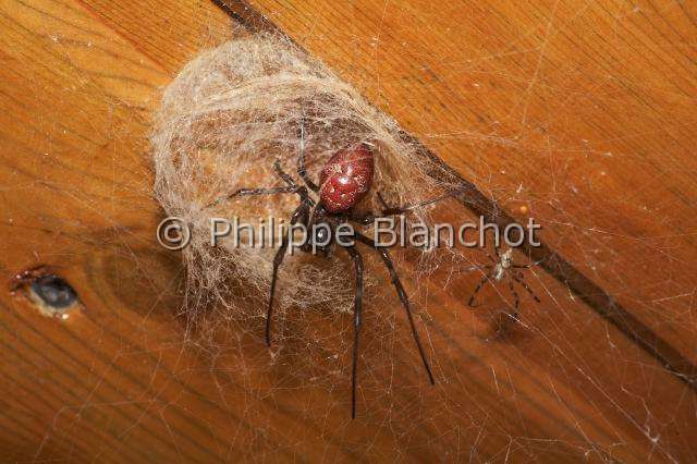 Nephilidae_9611.JPG - France, île de la Réunion, Araneae, Nephilidae, Araignée, Néphile dorée ou Bibe(Nephila inaurata madagascariensis) sur sa toile, femelle et mâle (10 fois plus petit), Golden silk orb-weaver